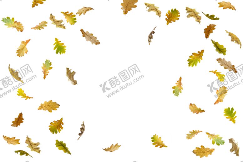 编号：64887910172130408340【酷图网】源文件下载-枫叶