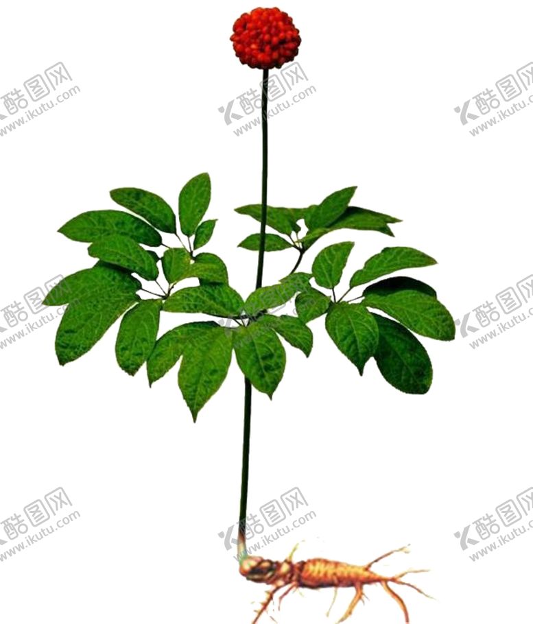 编号：54118405071520546230【酷图网】源文件下载-草本植物药材