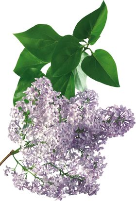 丁香花