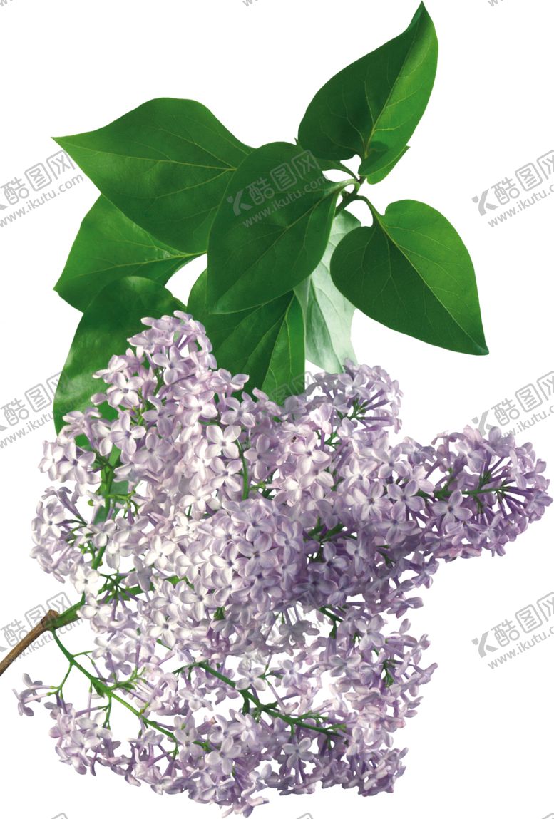 编号：30154906301538273033【酷图网】源文件下载-丁香花