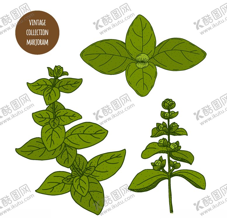 编号：52427810170503329240【酷图网】源文件下载-植物线稿