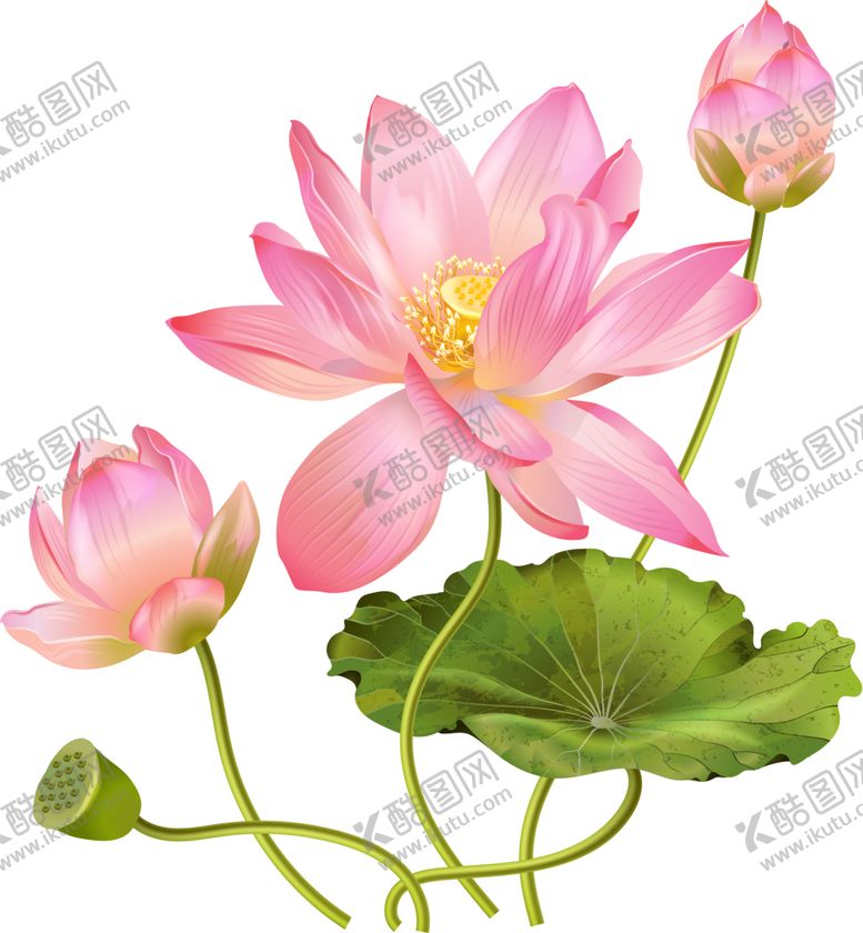 编号：43301701131424444011【酷图网】源文件下载-莲花