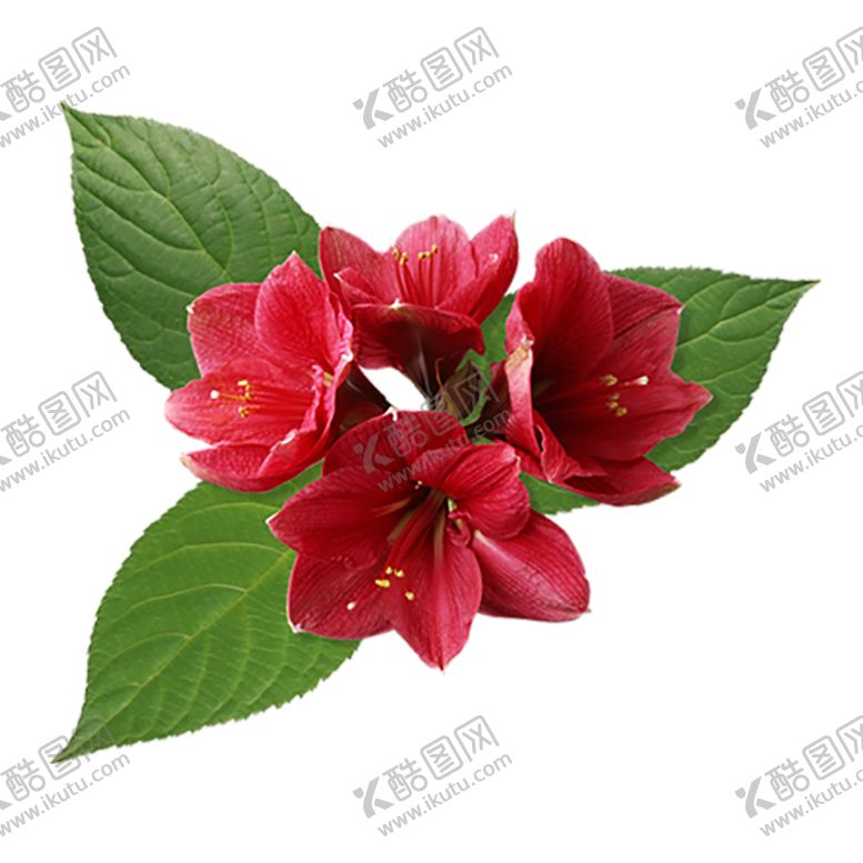 编号：69207109240638336754【酷图网】源文件下载-绿色植物