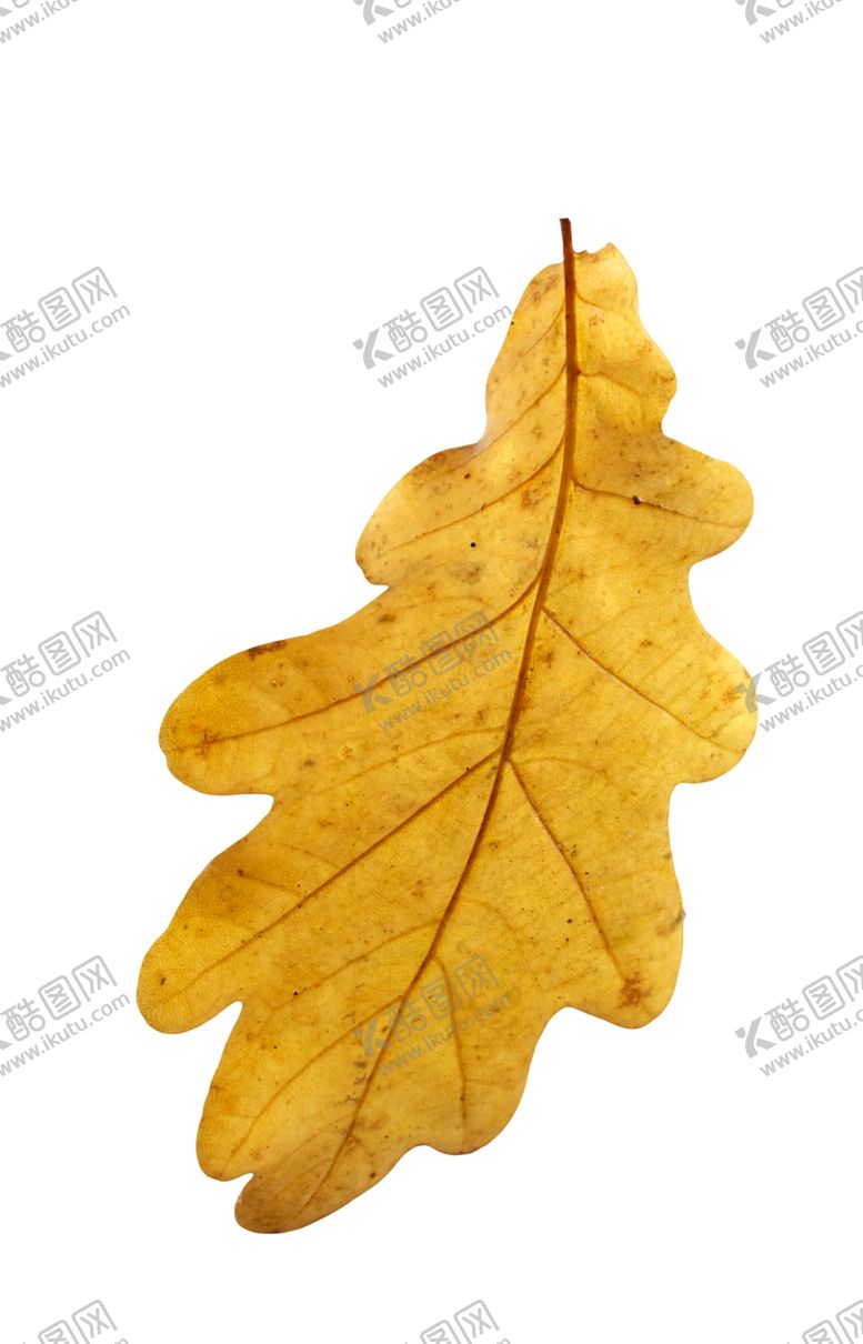 编号：62461407130501249274【酷图网】源文件下载-枫叶
