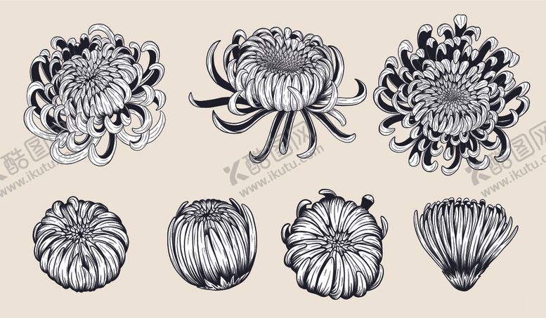 编号：29224909211534071758【酷图网】源文件下载-纯色绘画植物花朵