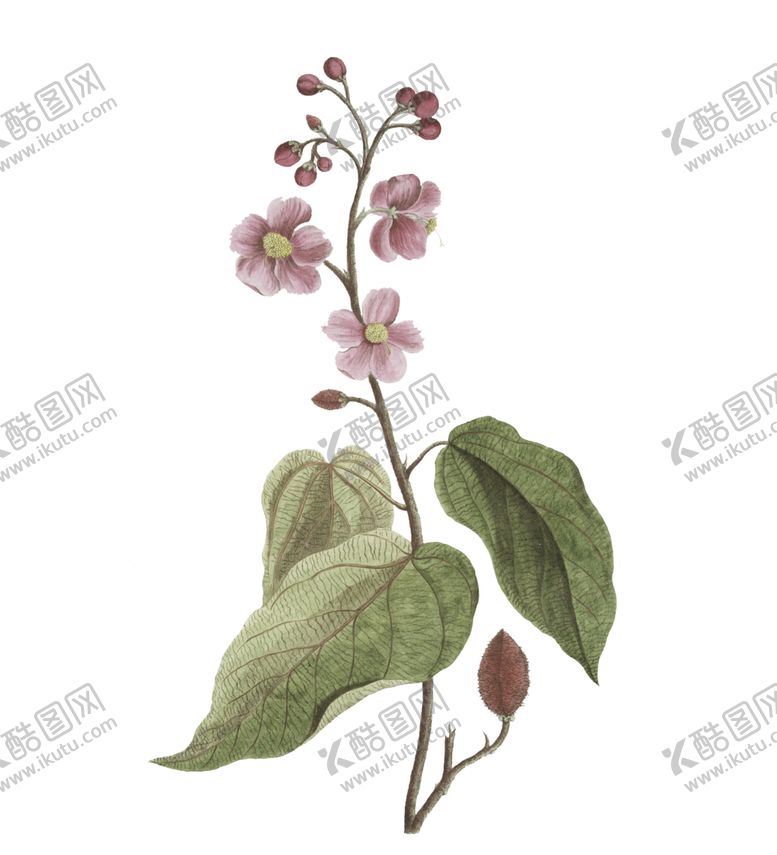 编号：61957103261232361992【酷图网】源文件下载-花朵插画