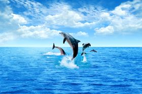 海底世界洋生物贝壳鱼类