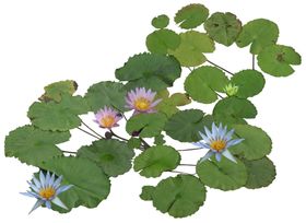 睡莲
