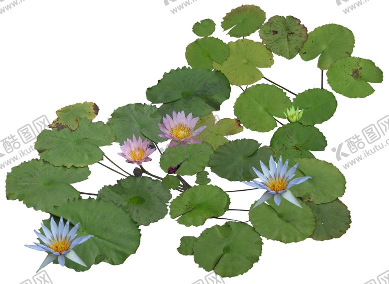 编号：55788209260753296600【酷图网】源文件下载-睡莲