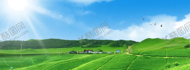 编号：63252506231949024897【酷图网】源文件下载-茶园