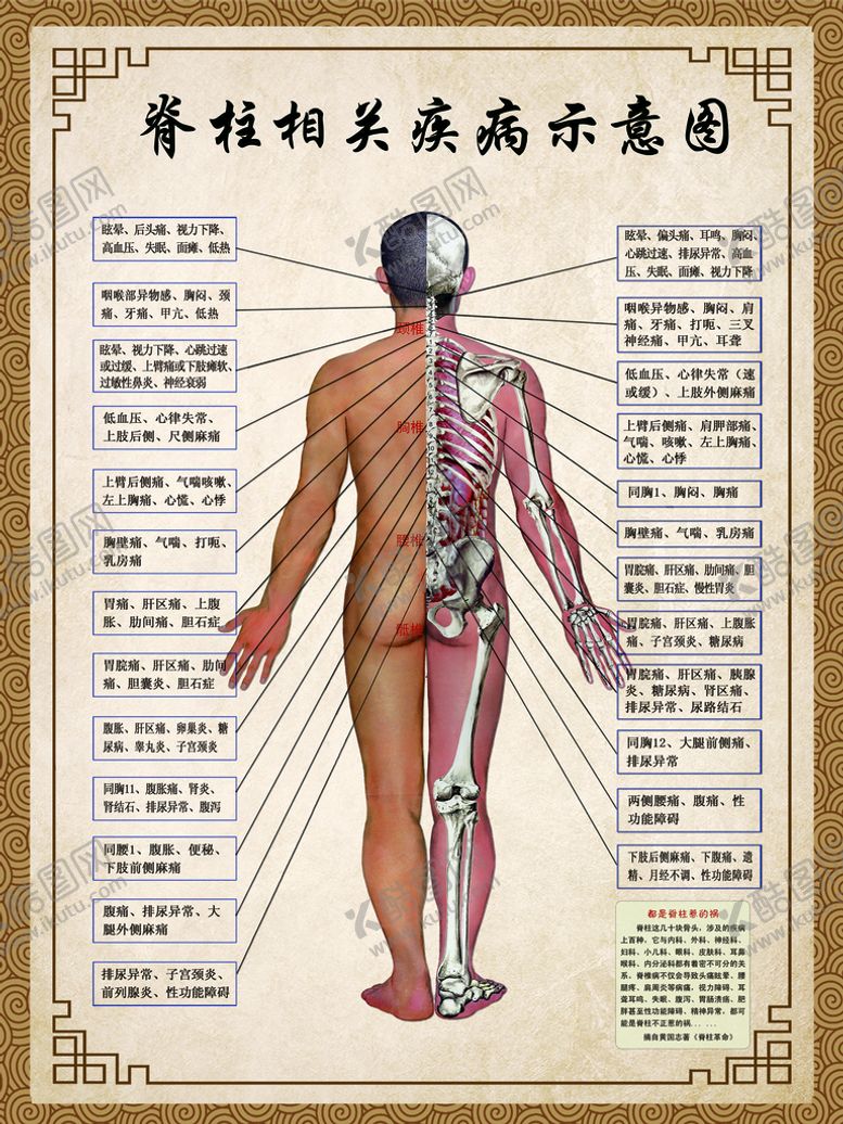 编号：27154310061425505789【酷图网】源文件下载-脊柱示意图
