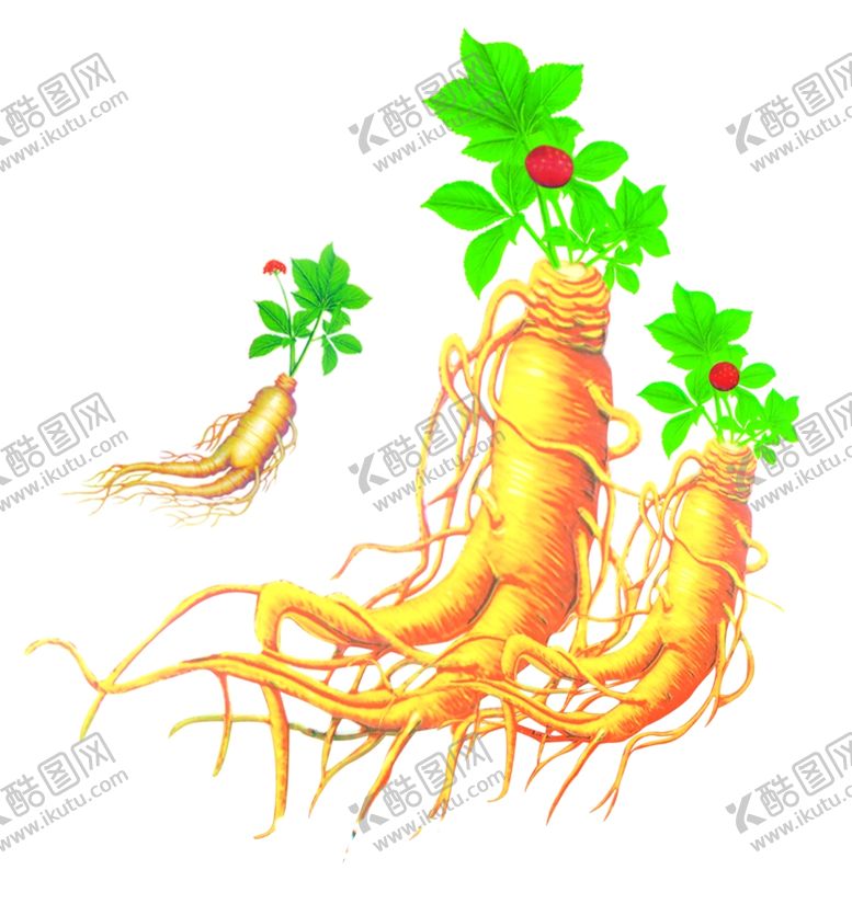 编号：41265009190715191802【酷图网】源文件下载-人参