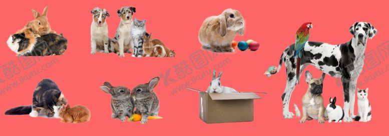 编号：77119409111915535623【酷图网】源文件下载-兔狗猫鸟鼠免抠素材