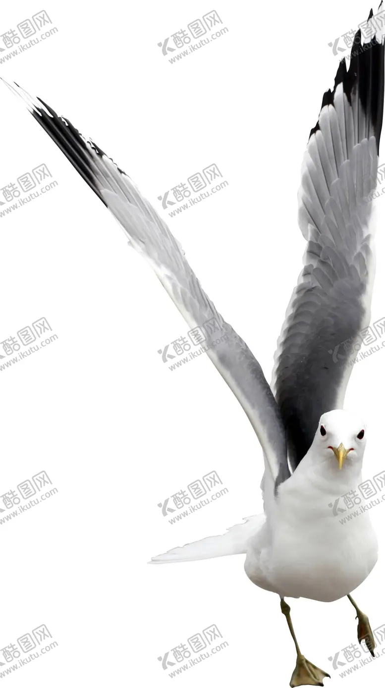 编号：84941310240800411575【酷图网】源文件下载-海鸥