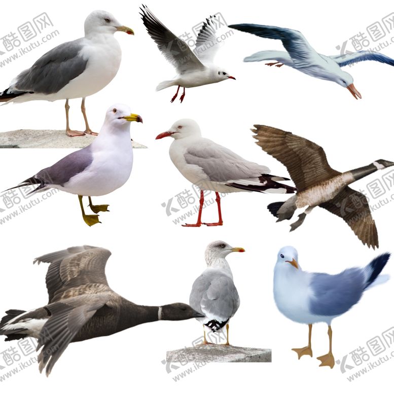编号：27973109300803111563【酷图网】源文件下载-海鸥png免扣图片