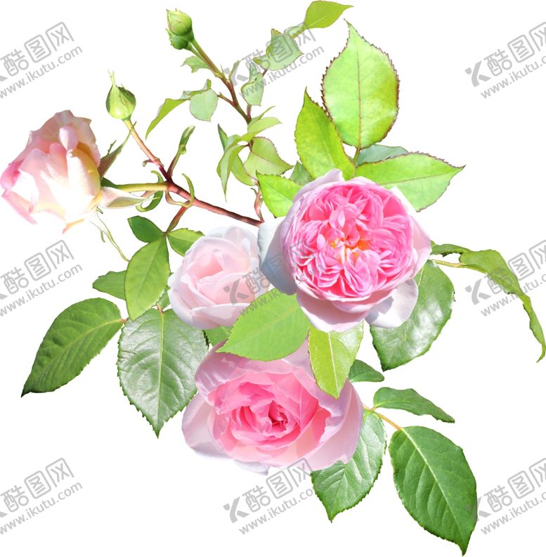 编号：75838910191731153818【酷图网】源文件下载-花朵