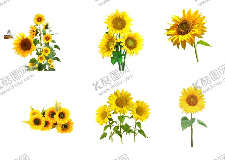 编号：44921910071835289314【酷图网】源文件下载-向日葵