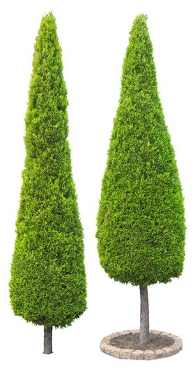 园林植物