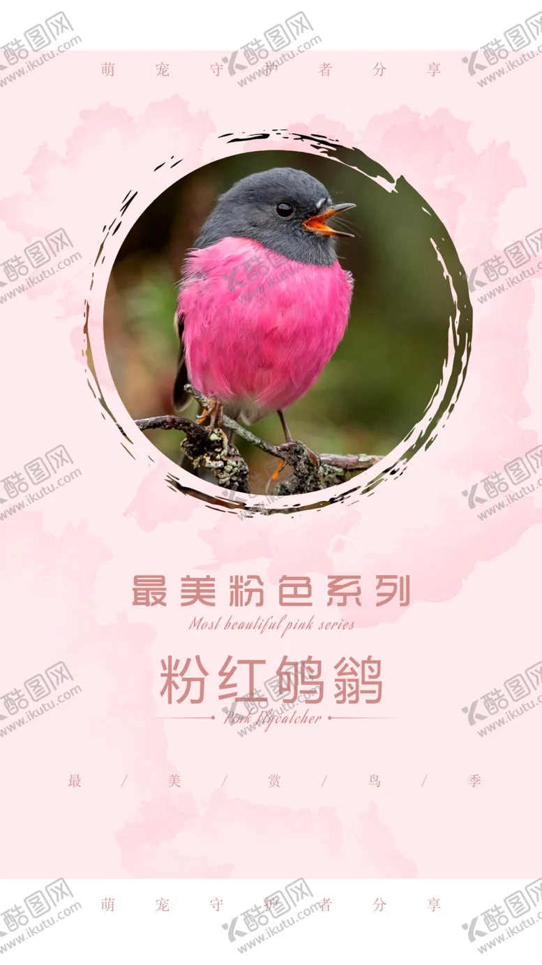 编号：86173909160723424365【酷图网】源文件下载-粉色喜鹊