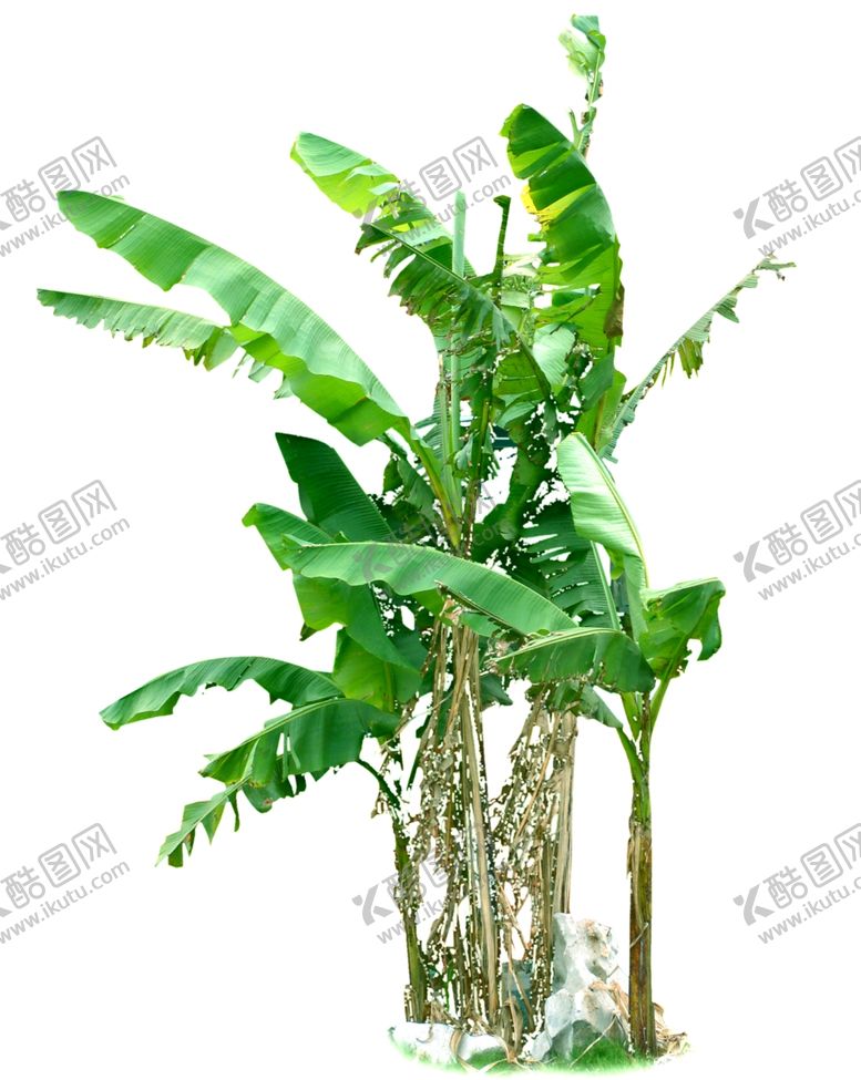 编号：73618407092300209405【酷图网】源文件下载-芭蕉树