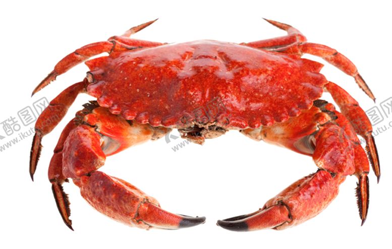 编号：95923606191122219365【酷图网】源文件下载-螃蟹