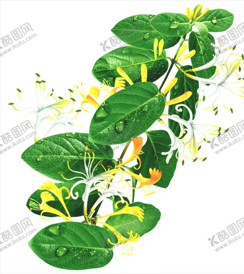 编号：25148510250746398047【酷图网】源文件下载-金银花
