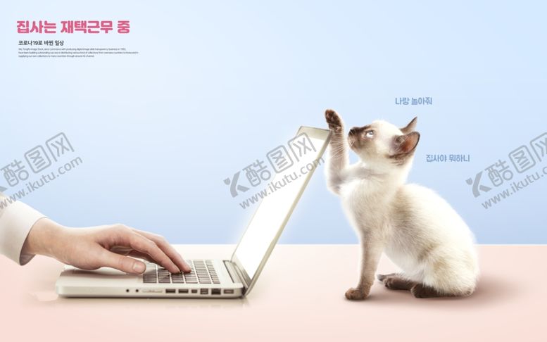 编号：18454110111245488797【酷图网】源文件下载-小猫海报