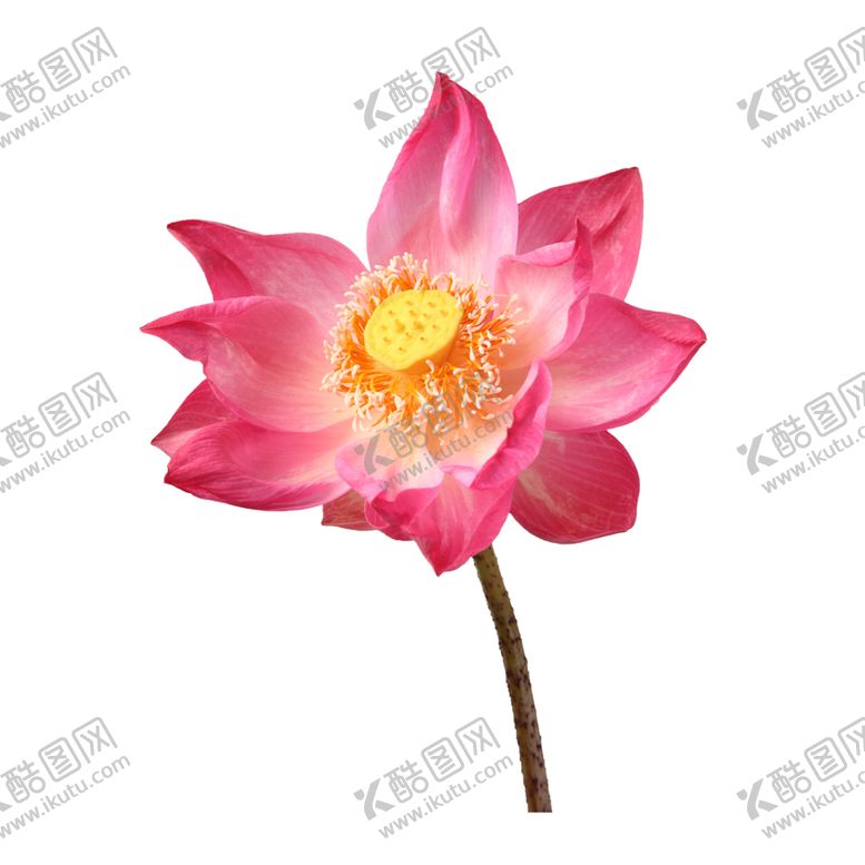 编号：22499609292000005251【酷图网】源文件下载-鲜花素材