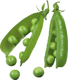 青豆