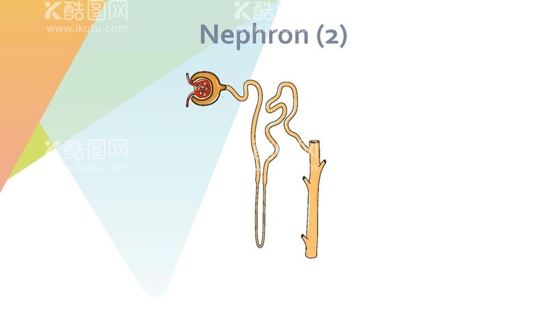 编号：18342711242003059012【酷图网】源文件下载-肾元