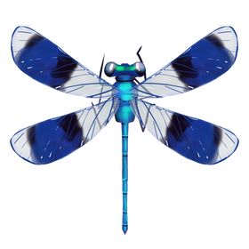蜻蜓