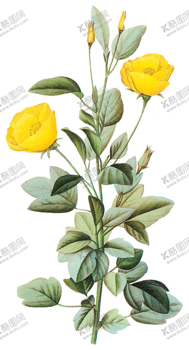 编号：92629709220403011857【酷图网】源文件下载-植物花卉油画装饰画