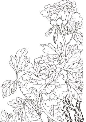 牡丹花