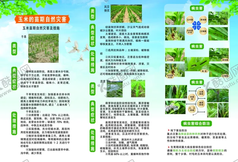 编号：98894002130808074111【酷图网】源文件下载-玉米苗期灾害
