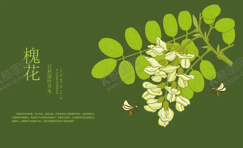 编号：84975609220508381735【酷图网】源文件下载-洋槐花