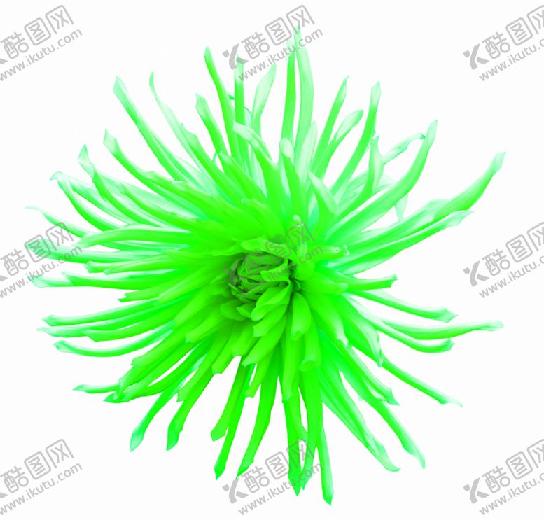 编号：40064109261951249208【酷图网】源文件下载-花素材