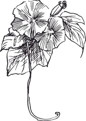 素描鲜花