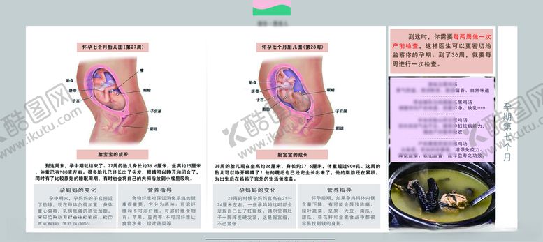 编号：28098109131536591720【酷图网】源文件下载-孕妈妈及胎宝宝变化第七个月
