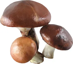草菇