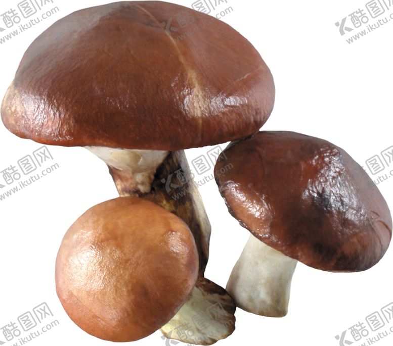 编号：68360409192043547524【酷图网】源文件下载-草菇