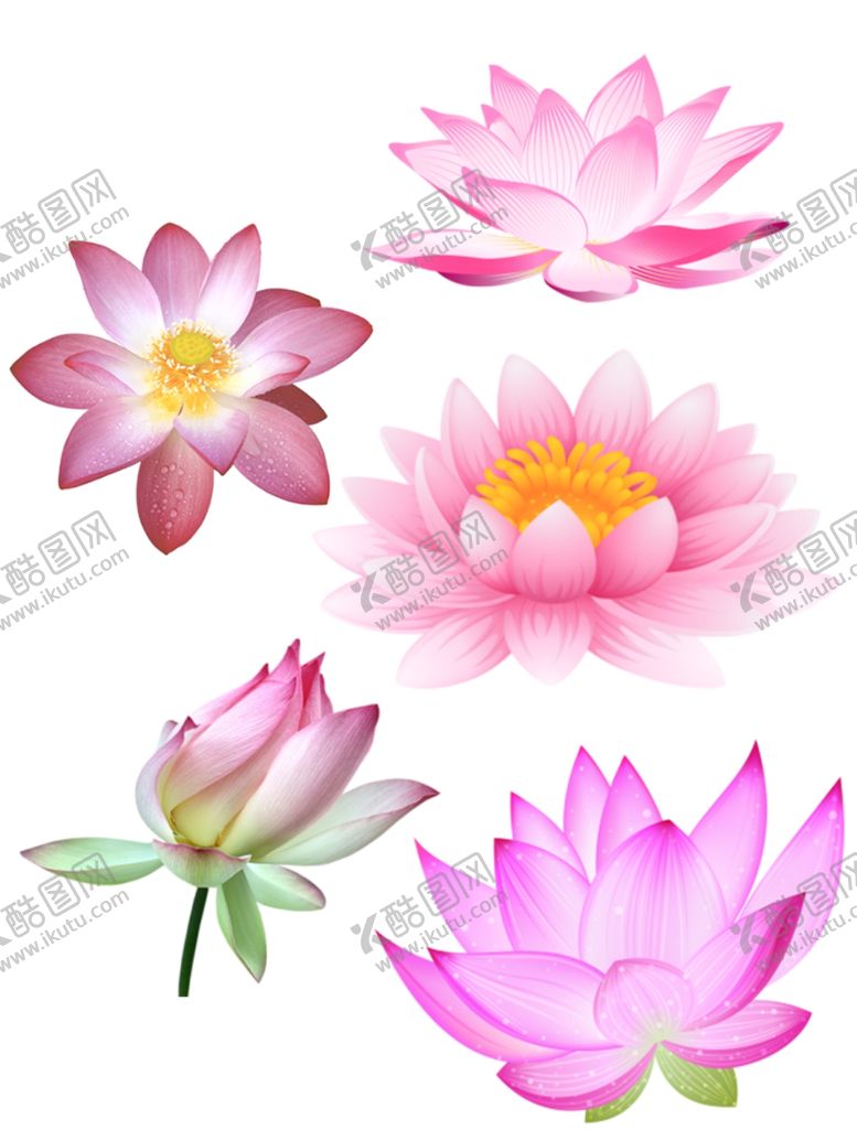 编号：48757012291605182063【酷图网】源文件下载-荷花