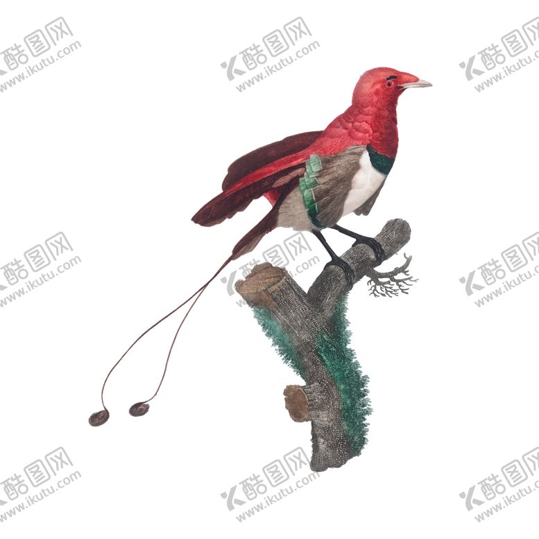编号：90447007030742499217【酷图网】源文件下载-鸟类手绘鸟类小鸟绘