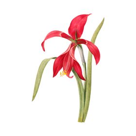 一套花卉和植物插图