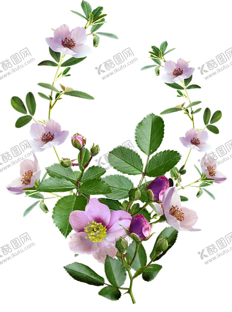 编号：66375109281720213563【酷图网】源文件下载-鲜花素材