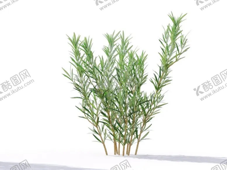 编号：69106902161326222020【酷图网】源文件下载-C4D模型迷迭香植物树木绿化