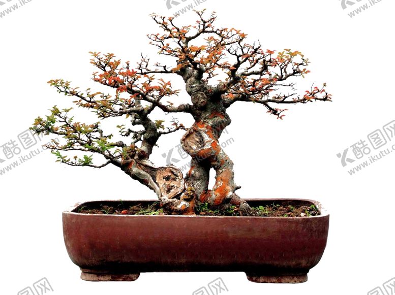 编号：28422310312012381901【酷图网】源文件下载-盆景