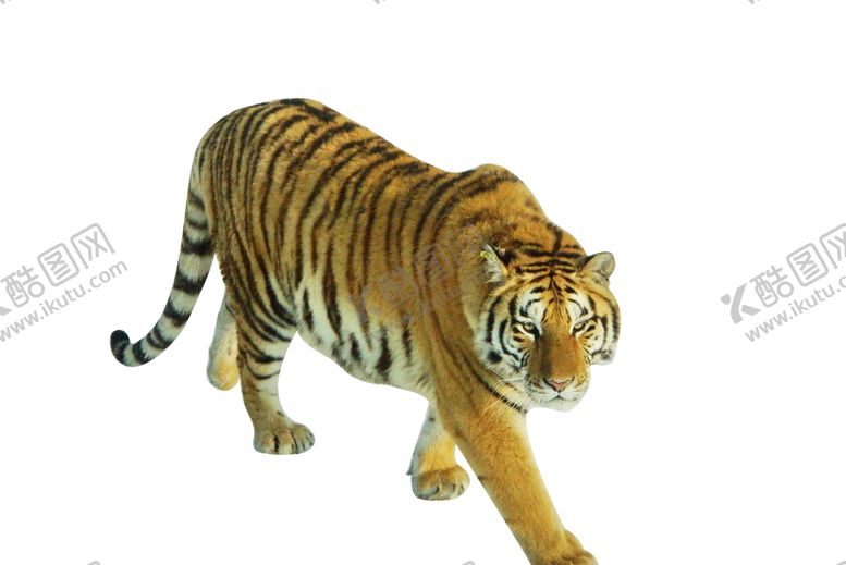 编号：54914910110856404697【酷图网】源文件下载-老虎