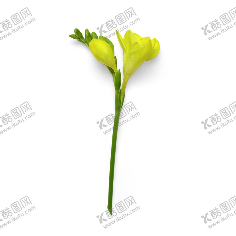 编号：15539510201432014960【酷图网】源文件下载-花朵
