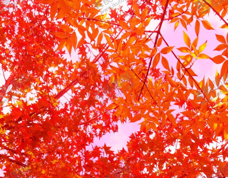 编号：59267109250700045022【酷图网】源文件下载-枫叶