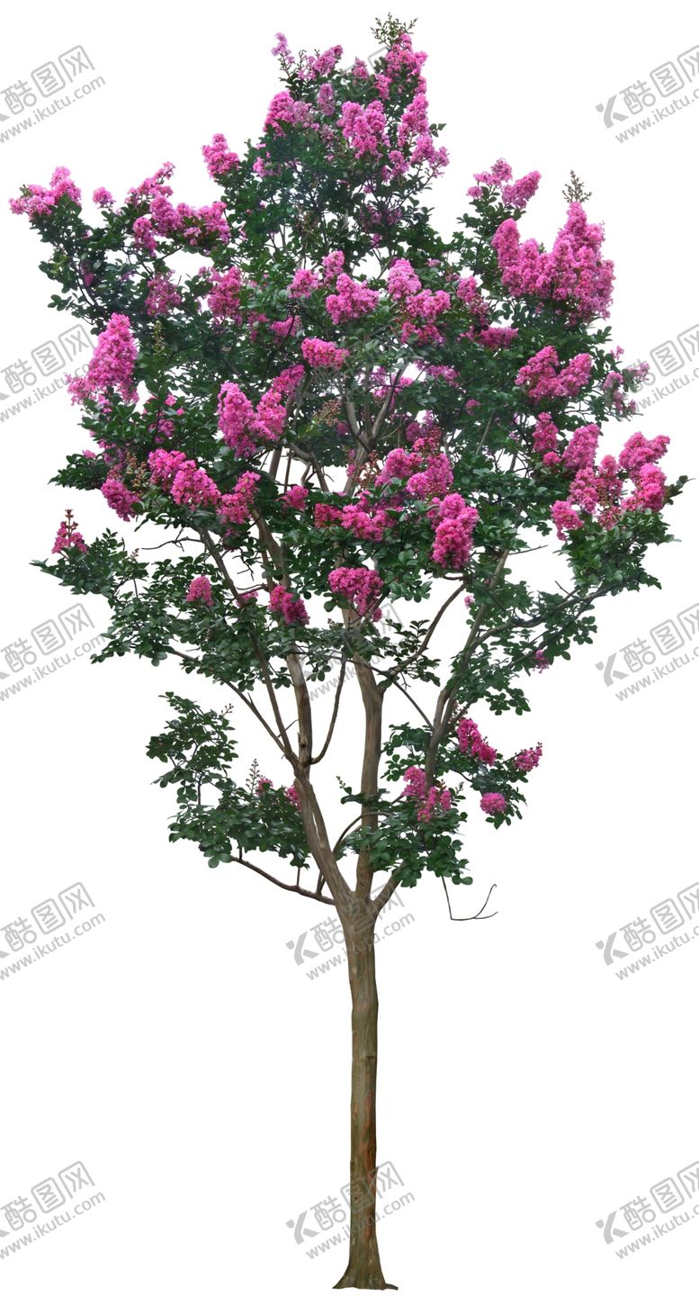 编号：95453205180926443272【酷图网】源文件下载-免扣植物树木素材图片